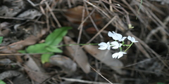 Habenaria plantaginea